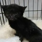 Kocurek poz. 25/844/K