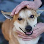 Radosny, młody Figo, pokochaj! 