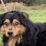 Imię:  Koda Chip: 616093903160373 Płeć : Samiec Wiek:  styczeń 2020 Wielkość:  mały Kastracja/sterylizacja:  Tak Inne Psy:  Akceptuje towarzystwo suczek i psów Dzieci: W wieku szkolnym Koda to delikat