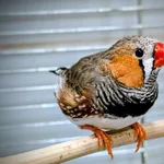 Znaleziono zwierzę, Lublin, 10 listopada 2025