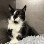 Kot do adopcji, Chełmek, 28 października 2025