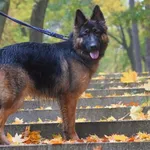 Znaleziono psa, Toruń, 23 października 2025