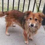 Pies do adopcji, Racibórz, 9 listopada 2025