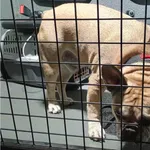 Znaleziono psa, Bydgoszcz, 11 listopada 2025