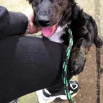 Pies do adopcji, Racławice, 7 listopada 2025