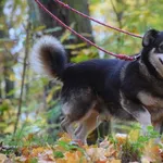 Znaleziono psa, Toruń, 10 października 2025