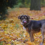 Znaleziono psa, Toruń, 19 października 2025