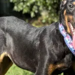 Imię:  Doggy Chip: 616093903163953 Płeć : Samiec Wiek:  styczeń 2025 Wielkość:  średnio duży Kastracja/sterylizacja:  Tak Inne Psy:  Akceptuje towarzystwo suczek i psów Dzieci: W wieku nastoletnim Dog