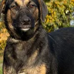 Imię: Jasia Chip: 616093903169893 Płeć : Samica Wiek: maj 2025 Wielkość:  średnia Kastracja/sterylizacja:  Tak Inne Psy:  Akceptuje towarzystwo suczek i psów Dzieci: W wieku szkolnym Jasia to delikatn