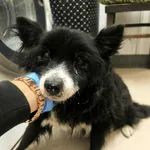 Pies do adopcji, Racławice, 8 listopada 2025