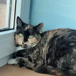 Zaginął kot, Jacków, 13 listopada 2025