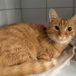 Znaleziono kota, Lublin, 7 listopada 2025