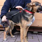 Znaleziono psa, Łódź, 13 listopada 2025