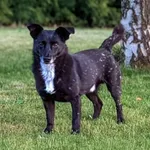 Zaginął pies, Szczecin, 13 listopada 2025