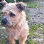 Znaleziono psa, Henrykowo, 29 października 2025