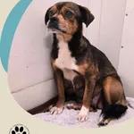 Znaleziono psa, Dąbrówka, 10 listopada 2025