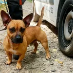 Znaleziono psa, Wałbrzych, 10 listopada 2025