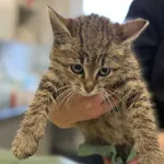 Znaleziono kota, Lublin, 8 listopada 2025