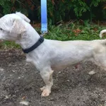 Znaleziono psa, Henrykowo, 24 października 2025