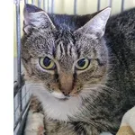 Znaleziono kota, Wrocław, 8 listopada 2025