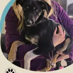 Znaleziono psa, Dąbrówka, 6 listopada 2025