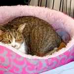 Znaleziono kota, Wałbrzych, 3 listopada 2025