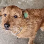 Znaleziono psa, Wrocław, 7 listopada 2025