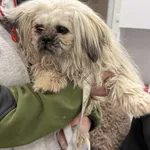 Znaleziono psa, Lublin, 10 listopada 2025