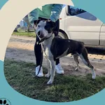 Znaleziono psa, Dąbrówka, 7 listopada 2025