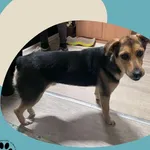 Znaleziono psa, Dąbrówka, 10 listopada 2025