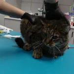 Kot do adopcji, Szczecin, 4 listopada 2025