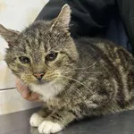 Znaleziono kota, Toruń, 9 listopada 2025