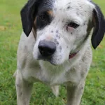 Pies do adopcji, Grudziądz, 24 października 2025