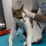 Znaleziono kota, Szczecin, 14 listopada 2025