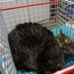 Kot do adopcji, Szczecin, 4 listopada 2025