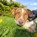 Pies do adopcji, Bełchatów, 4 października 2025