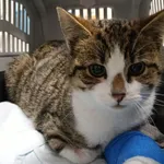 Znaleziono kota, Gdańsk, 14 listopada 2025