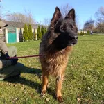 Pies do adopcji, Bełchatów, 14 października 2025