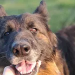 Znaleziono psa, Tatary, 13 października 2025