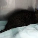 Kot do adopcji, Szczecin, 4 listopada 2025