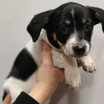 Znaleziono psa, Toruń, 9 listopada 2025