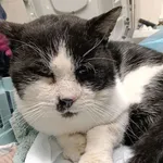 Znaleziono kota, Gdańsk, 14 listopada 2025