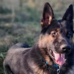 Znaleziono psa, Tatary, 13 października 2025