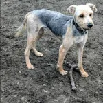 Znaleziono psa, Grudziądz, 10 października 2025