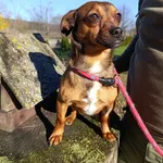 Pies do adopcji, Bełchatów, 14 października 2025