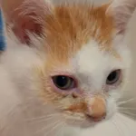 Znaleziono kota, Gdańsk, 14 listopada 2025