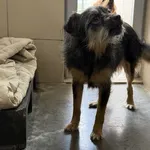 Pies do adopcji, Kraków, 25 października 2025