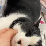 Zaginął kot, Kotomierz, 14 listopada 2025