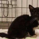 Znaleziono kota, Łódź, 14 listopada 2025