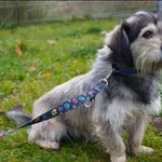 Znaleziono psa, Grudziądz, 23 października 2025